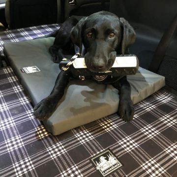 Canvasback Dog Bed Image 1