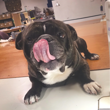 Gremlin