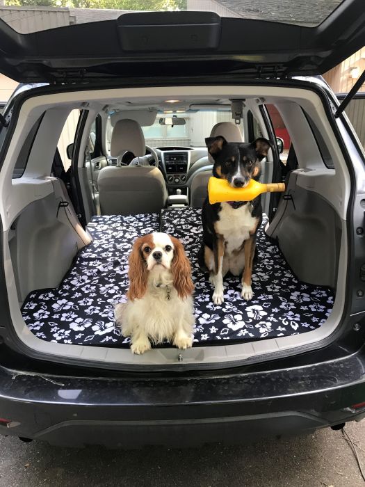 Greatest Subaru Pet Seat Covers For Forester - 2020 Subaru Forester Dog Seat Cover Greatest Subaru Pet Seat Covers For Forester - 2020 Subaru Forester Dog Seat Cover